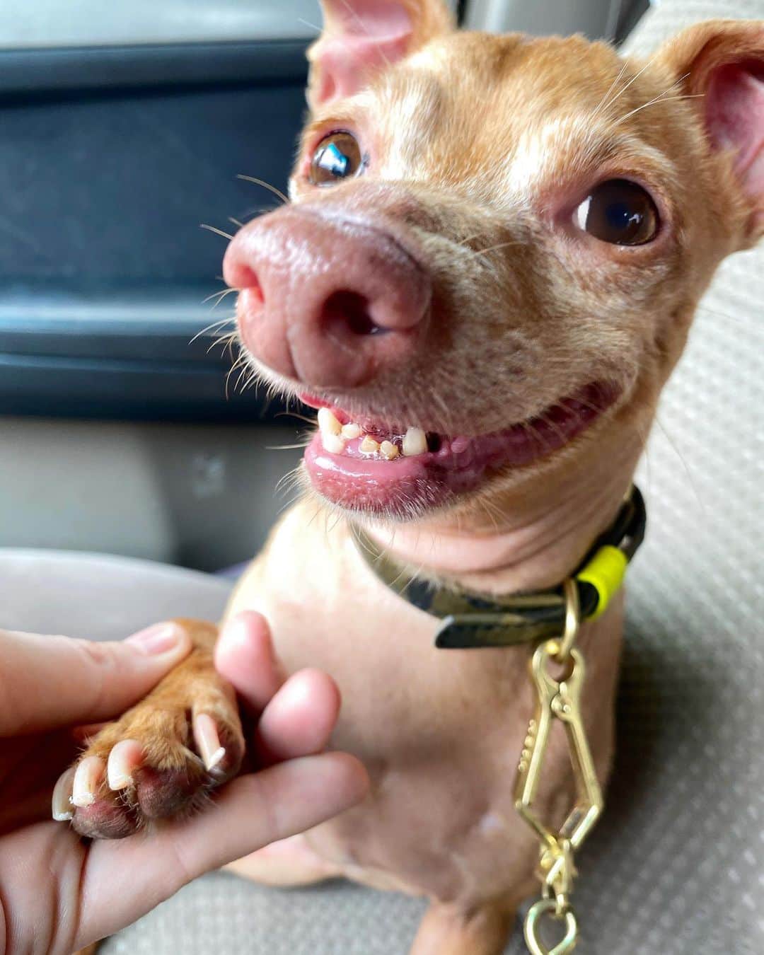 Tuna {breed:chiweenie} さんのインスタグラム写真 - (Tuna {breed:chiweenie} Instagram)「Apparently getting his nails done is the best thing that’s ever happened to him because while he hates the process, he loves the reward. #treats More in stories.」7月13日 3時50分 - tunameltsmyheart