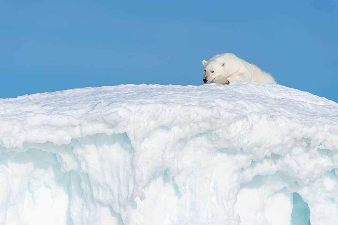 National Geographic Travelさんのインスタグラム写真 - (National Geographic TravelInstagram)「Photo by @daisygilardini  It's great when everything comes together during an expedition. One beautiful summer evening cruising the Svalbard fjords, we found this amazing bear resting along the coast. The bear's fur was so clean and fluffy that it looked like he'd just come out of a washing machine! He was resting on a cliff covered by perfect, fresh snow. We could not have asked for anything better. Follow me @DaisyGilardini for more images and stories behind the scenes. #Svalbard #polarbear #bear #conservation #climatechange」7月13日 5時05分 - natgeotravel