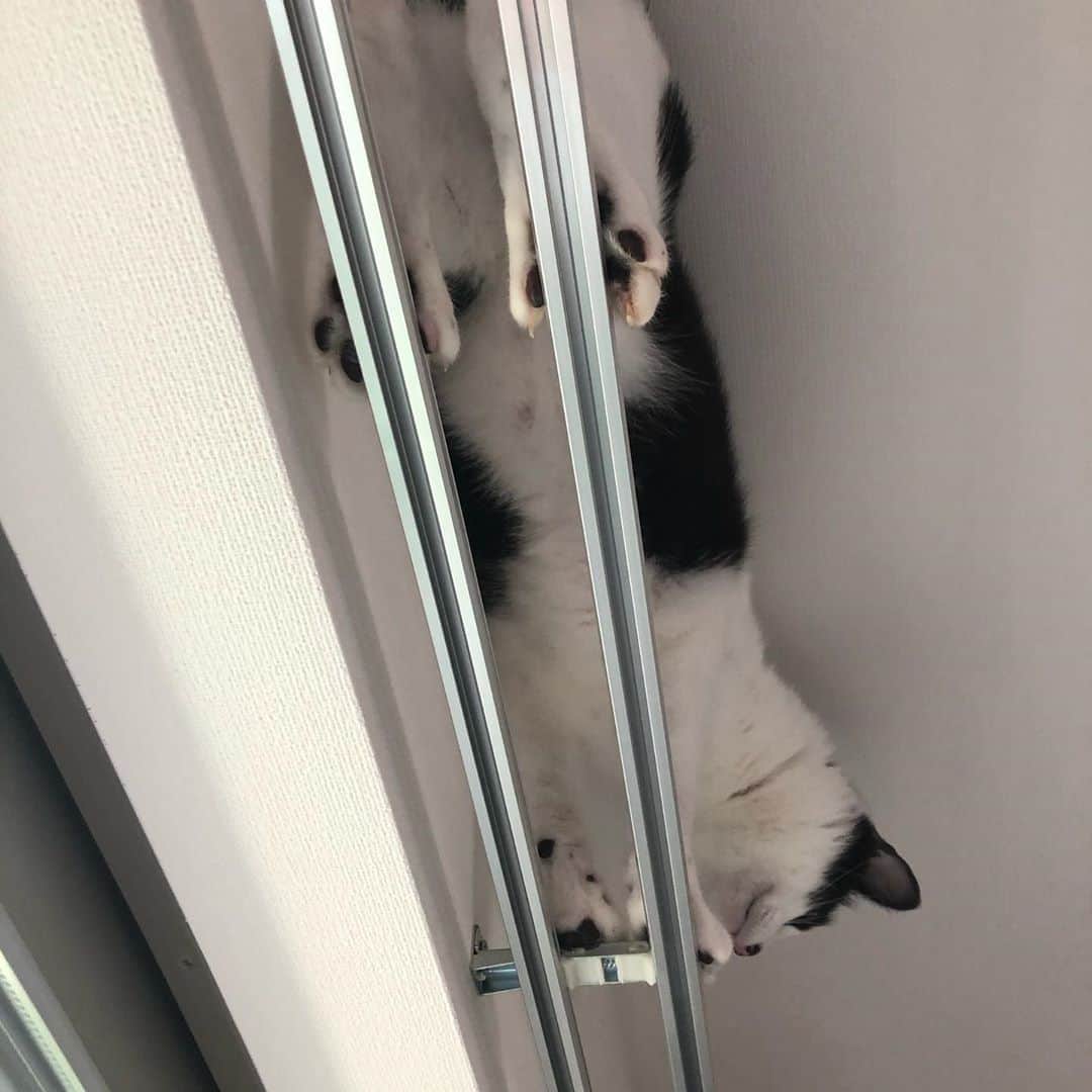 ぽんずのインスタグラム：「下からのアングルも、なかなかいい。  #ねこ#猫#cat#猫好き#親バカ#はちわれ#ハチワレ#はちわれ猫#ハチワレ猫#白黒猫部#にゃんすたぐらむ#ilovecat#猫大好き#うちの猫自慢#白黒猫 #我が家のぽんずくん #ちゅーちゅー妖怪」