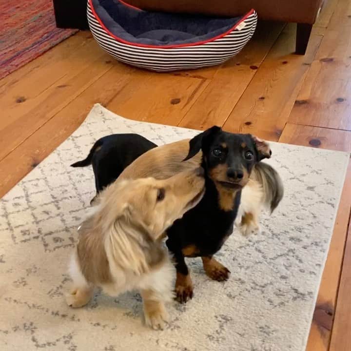Crusoe the Celebrity Dachshundのインスタグラム：「“I have no idea where Daphne learned her wrestling moves 😅” ~ Crusoe」