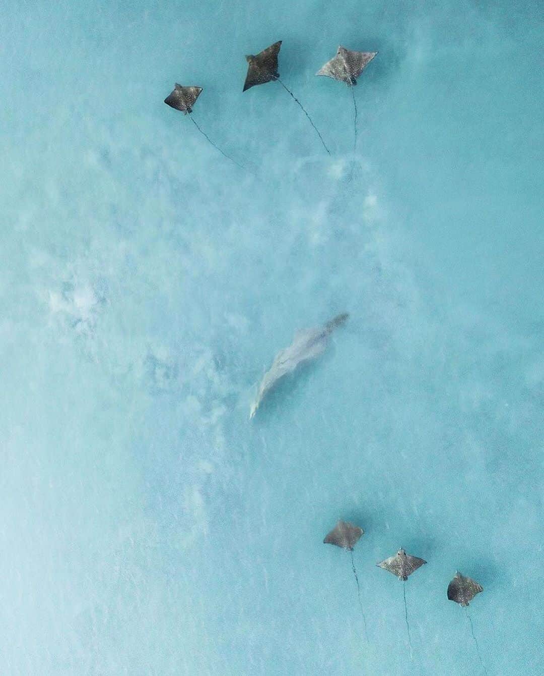 Canon Photographyさんのインスタグラム写真 - (Canon PhotographyInstagram)「An ocean filled with life. Photography  @ally.photog  Curated by @steffeneisenacher  #drone #westernaustralia #visitwa #aerialphotography #dronephotography #wildlife #wildlifephotography」7月13日 6時08分 - cpcollectives