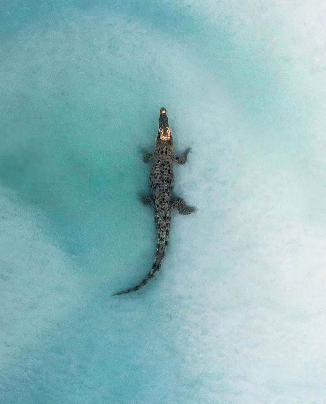 Canon Photographyさんのインスタグラム写真 - (Canon PhotographyInstagram)「An ocean filled with life. Photography  @ally.photog  Curated by @steffeneisenacher  #drone #westernaustralia #visitwa #aerialphotography #dronephotography #wildlife #wildlifephotography」7月13日 6時08分 - cpcollectives