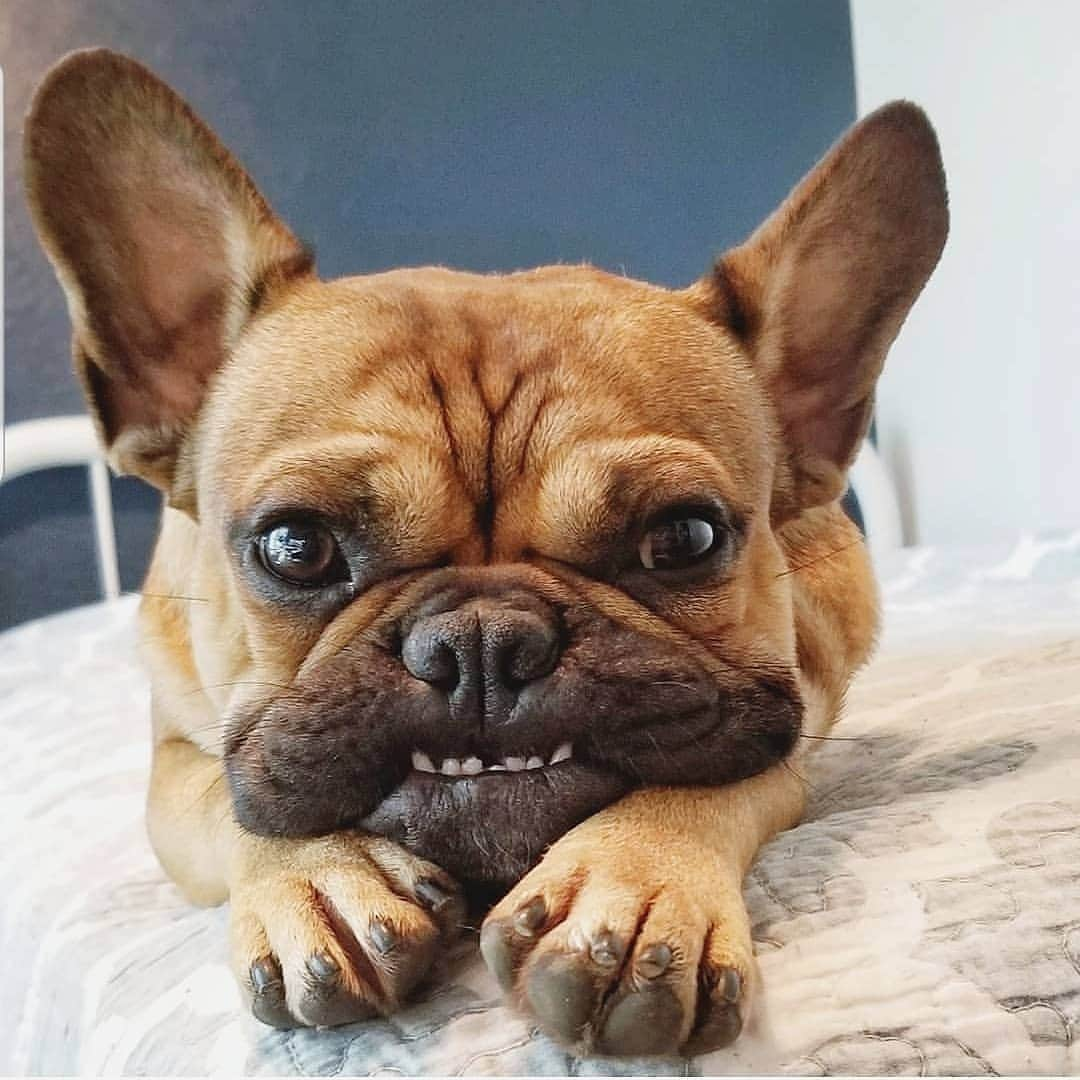 French Bulldogさんのインスタグラム写真 - (French BulldogInstagram)「That smile 😁🥰 @budgetsandbeauty . . . . . #frenchie #frenchies  #französischebulldogge #frenchbulldog #frenchbulldogs #dog #dogsofinstagram #frenchies1 #bully #bulldog #bulldogfrances #フレンチブルドッグ #フレンチブルドッグ #フレブル #ワンコ #frenchiesgram #frenchbulldogsofinstagram #ilovemyfrenchie #batpig #buhi #squishyfacecrewbulldog」7月13日 6時27分 - frenchie.world