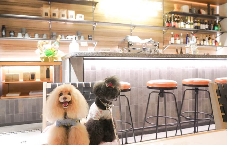 Toypoodle Mikuru?Asakusa Tokyoのグルメインスタ