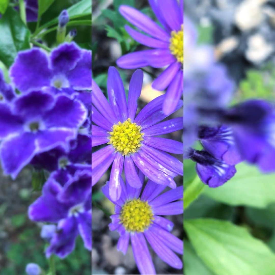 藤田朋子さんのインスタグラム写真 - (藤田朋子Instagram)「#教会の庭 #紫の花 #パープル #church #sundayservice  #happy #pray #purple」7月13日 6時22分 - chiendormant