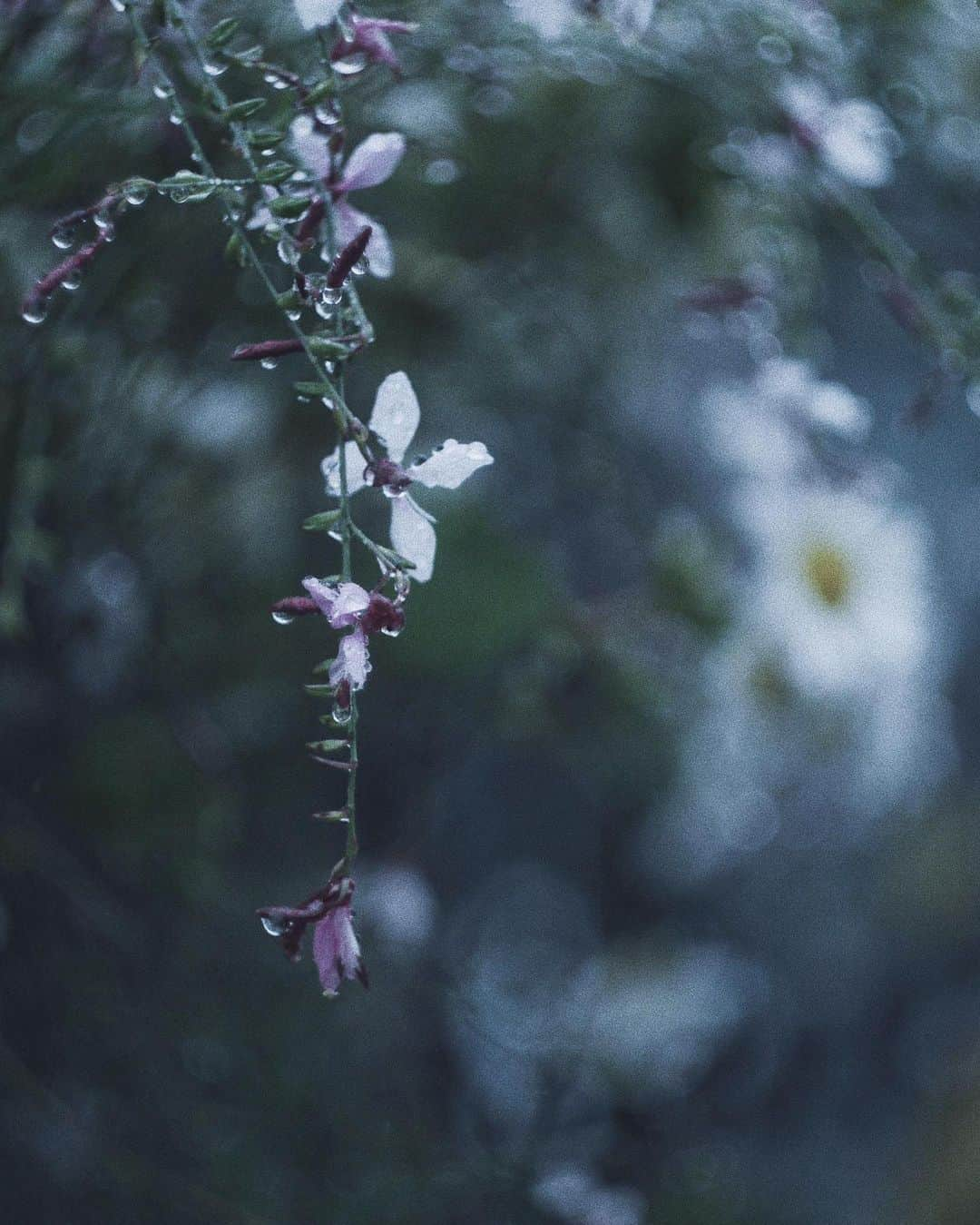 naorinmoonさんのインスタグラム写真 - (naorinmoonInstagram)「夏の花は雨が似合う  #どうか雨はやさしく降ってください #ig_hokkaido #instagramjapan #ig_japan_ #indies_gram #ifyouleave #as_archive #still_life_nature #vscocam #still_life_mood #reco_ig #nature_brilliance #tv_flowers #ig_eternity #moody_nature #dof_brilliance #heart_imprint #bokeh_bliss #infinity_softly #thehub_macro」7月13日 6時25分 - naorinmoon