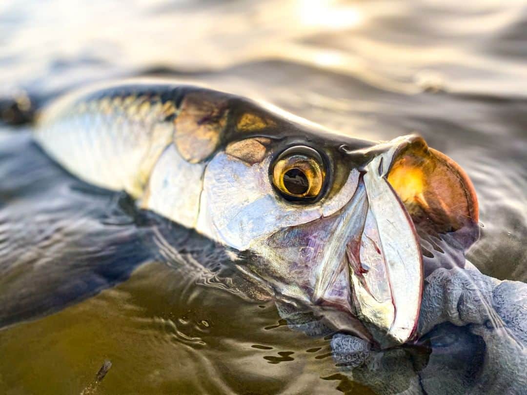 Costa Sunglassesのインスタグラム：「Sunrise silver. 📷: @brandoncyrkw #SeeWhatsOutThere #BornOnTheWater」