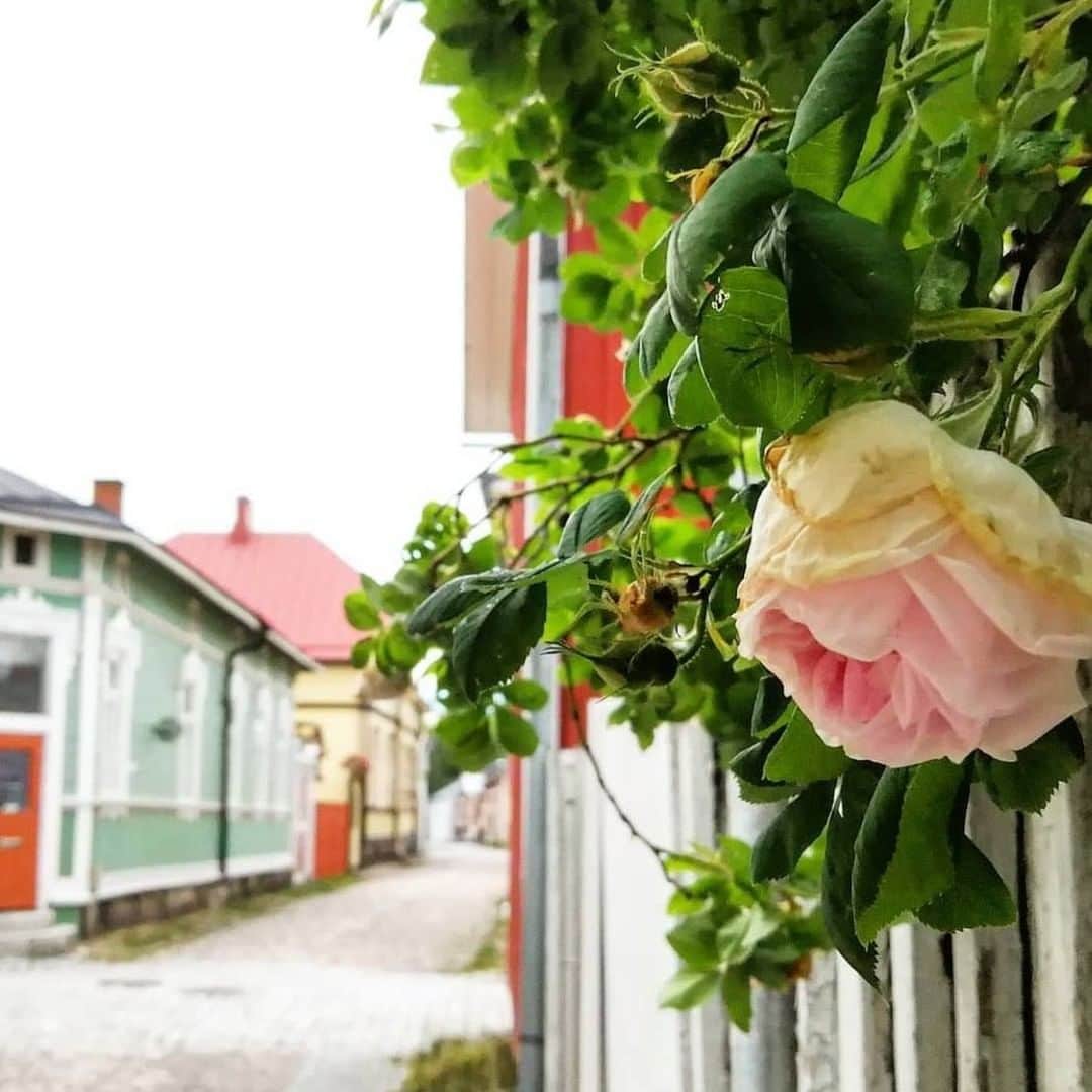 フィンランド政府観光局さんのインスタグラム写真 - (フィンランド政府観光局Instagram)「ユネスコ世界遺産の一つであるラウマ旧市街は、フィンランド西部にあり、北欧最大の木造建築の街です。🥀 ． @gardenandsketch さんの写真。Kiitos！  #visitfinland #ourfinland #visitfinlandjp # #finland #北欧旅行 #travelgram #フィンランド #フィンランド政府観光局 #北欧 #travel #instatravel #travel #travelgram #travelling #traveler #おうちで北欧を楽しもう #おうちフィンランド #旅を夢見て #北欧に行きたい気持ちを満たそう #木造建築 #ユネスコ世界遺産 #旧市街 #ラウマ」7月13日 7時00分 - visitfinlandjapan