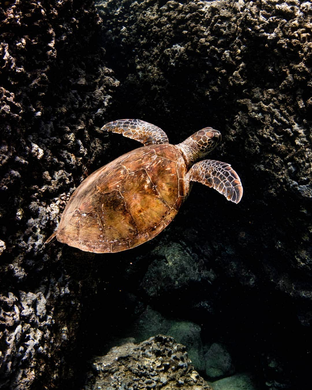 And Youさんのインスタグラム写真 - (And YouInstagram)「Every turtle shell is one-of-a-kind, just like a human fingerprint. ​. ​. ​. ​. ​. ​#unique #underwater #canon #coralreef #reefgardeners #savethereef #saveourseas #oceania」7月13日 7時19分 - dolphinsandyou