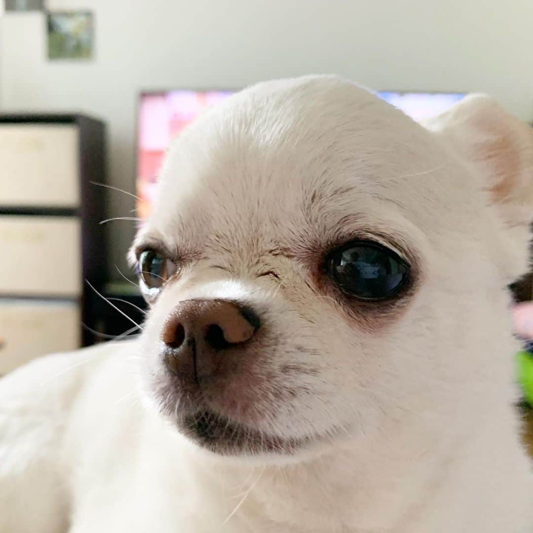 KORIKIのインスタグラム：「おはようございます♪ * #テレビが見れない #dogofsapporo #dog, #dogs, #dogstagram,#chihuahua,#犬バカ部,#チワワ,#koriki, #hanadog #白スムチ連合会, #スムチー,  #dogofthedayjp, #dogoftheday  #ilovemydog #instadog #instapet #WhiteChihuahua  #吉娃娃 #치와와  #dogsofinstagram #Chihuahualover  #ชิวาวา #チワワの輪 #barkbox #WhiteChihuahuaParty #もふもふモフモフ」