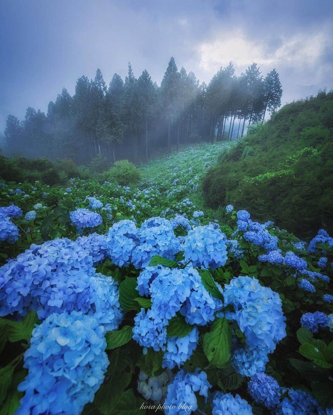 コサのグルメインスタ