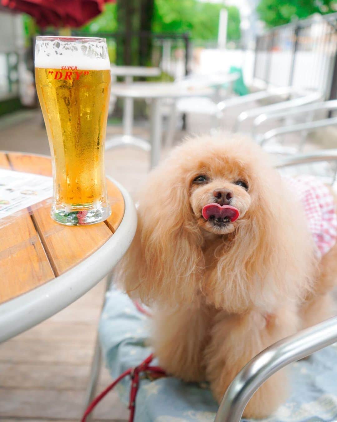Toypoodle Mikuru?Asakusa Tokyoのインスタグラム：「20200712 Sunday. . 暑いので朝ビール🍺 休日あさんぽあるあるでした😄 . みくるは便乗オニク🍖 あるあるだね。 . #あさんぽ #朝ビール #堕落人生 #廃人 #こんな大人になるとは思わなかった」