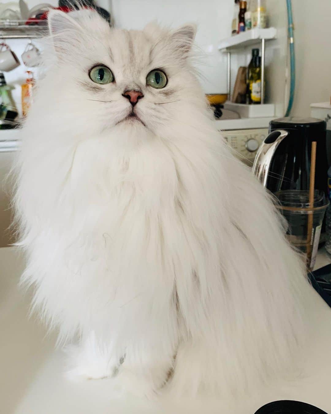 후추네큰언니のインスタグラム：「이 사진 왜 안올렸디? 이래 예쁜데 ❤️ . . . . . #후추  #고양이  #냥스타그램 #캣스타그램  #Hoochu #Hoochuthecat #cat #cats #catstagram #catsofinstagram #topcatphoto #bestmeow #ilovecat #cute #fluffy #petstagram #instacats」