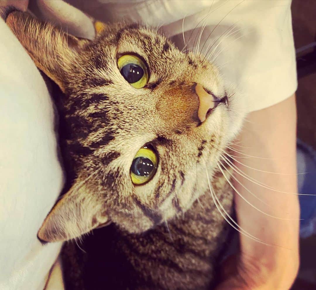 田中杏子さんのインスタグラム写真 - (田中杏子Instagram)「自宅作業のリモートワークは、集中するのが難しい局面があります。 . ハードルがいくつかあって、そのひとつが愛猫、紅😽😽😽😽😽😽😽 . 本人は、無邪気なんですけどね🤣 . #akotanaka #beni_neko #リモートワークと猫」7月13日 17時24分 - akoakotanaka