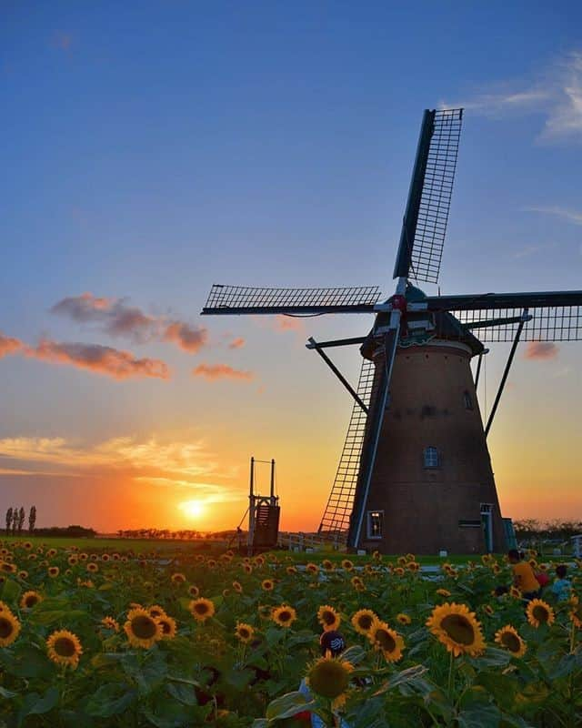 JALさんのインスタグラム写真 - (JALInstagram)「. The some 15,000 sunflowers and Dutch windmill at Sakura Furusato Square help create a mesmerizing scene at sunset.  Some travel inspiration for a visit next year 😉  #FreshAirJuly  約15,000本のひまわりが咲く#佐倉ふるさと広場🌻 幻想的な夕暮れをバックにひまわりとオランダ風車に魅了されます✨ 来年を楽しみに今年は写真で楽しみましょう。 . . Photo by @libra.a_ Post your memories with #FlyJAL  #JapanAirlines #japan #chiba #sunset_madness」7月13日 17時30分 - japanairlines_jal