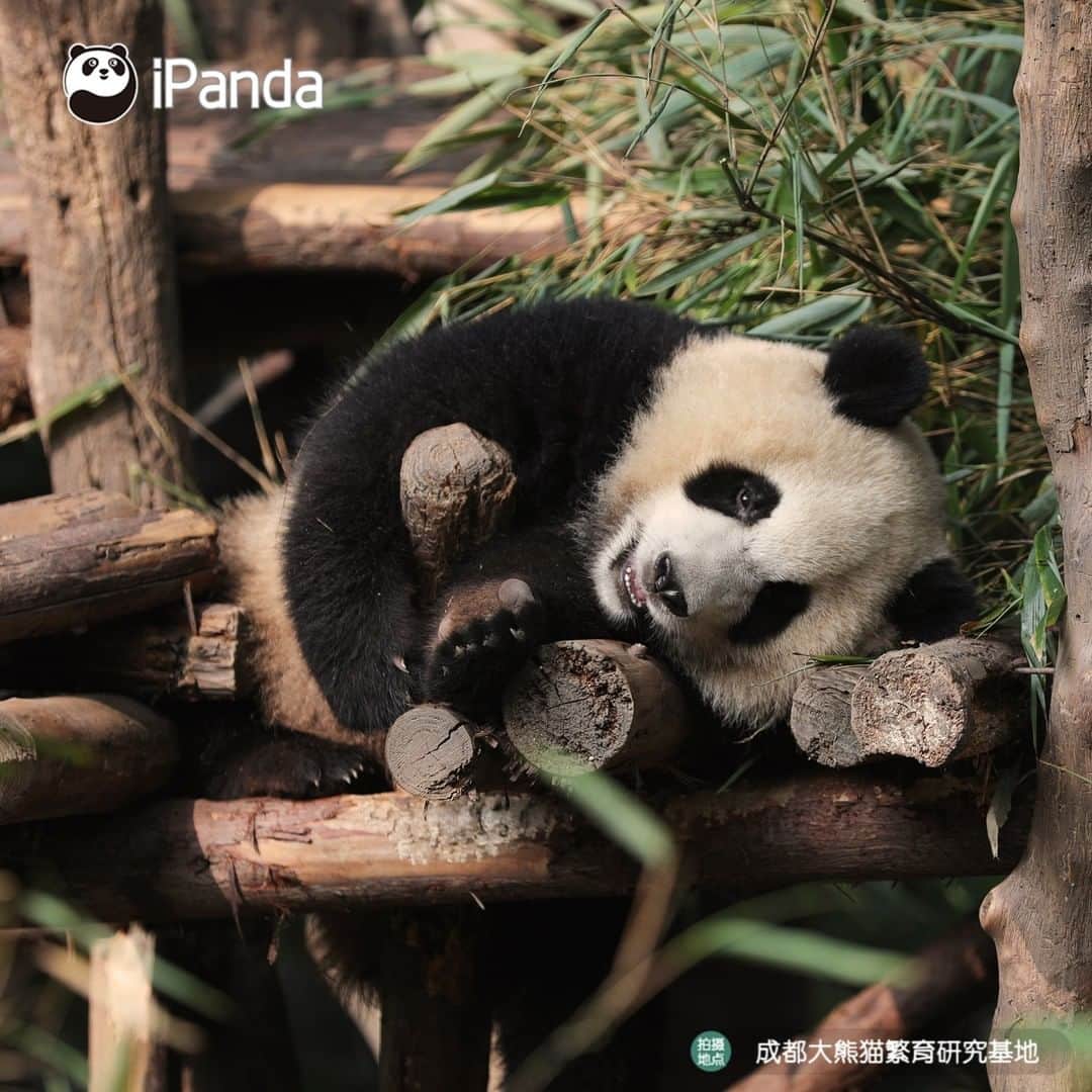 iPandaさんのインスタグラム写真 - (iPandaInstagram)「Time for a nap after enjoying food, this is what I yearn for in summer vacation! 🐼 🐾 🐼 #ChineseCulture #panda #ipanda #animal #pet #adorable #China #travel #pandababy #cute #photooftheday #Sichuan #cutepanda #animalphotography #cuteness #cutenessoverload」7月13日 17時43分 - ipandachannel