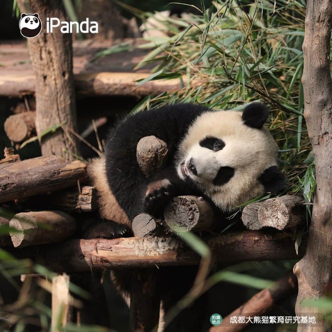 iPandaさんのインスタグラム写真 - (iPandaInstagram)「Time for a nap after enjoying food, this is what I yearn for in summer vacation! 🐼 🐾 🐼 #ChineseCulture #panda #ipanda #animal #pet #adorable #China #travel #pandababy #cute #photooftheday #Sichuan #cutepanda #animalphotography #cuteness #cutenessoverload」7月13日 17時43分 - ipandachannel