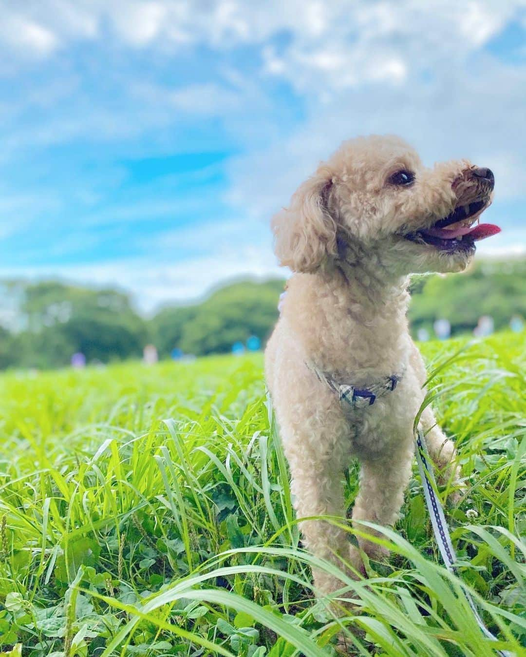 山内あいなさんのインスタグラム写真 - (山内あいなInstagram)「ぷぅ祭り🐶 in 代々木公園ドッグラン🌳💚  #ぷぅ #ずっと笑ってる #犬 #犬のいる暮らし  #犬のいる生活  #dog  #dogstagram」7月13日 17時47分 - ainayamauchi3131