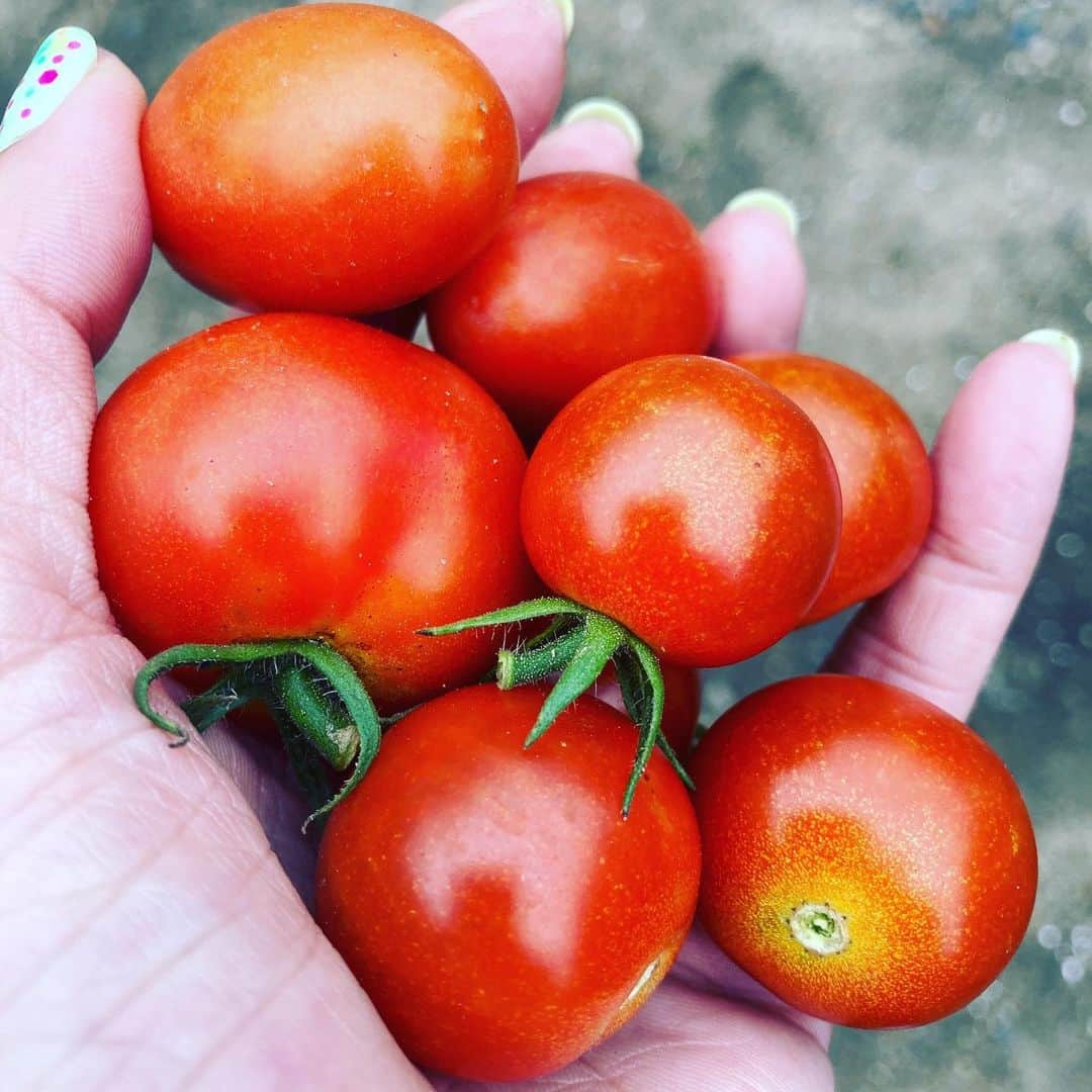 SHELLY（シェリー）さんのインスタグラム写真 - (SHELLY（シェリー）Instagram)「来たきたきたきターーーー！！！  #待ってたよ  #トマト栽培  #収穫  #うまっ」7月13日 17時50分 - shelly_official_shelly
