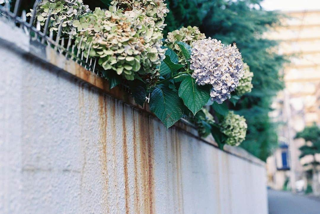 髙尾勇次さんのインスタグラム写真 - (髙尾勇次Instagram)「Patient love and a tolerant heart...  #film#filmphotography#analogphotography#canona1」7月13日 18時07分 - takaoyuji