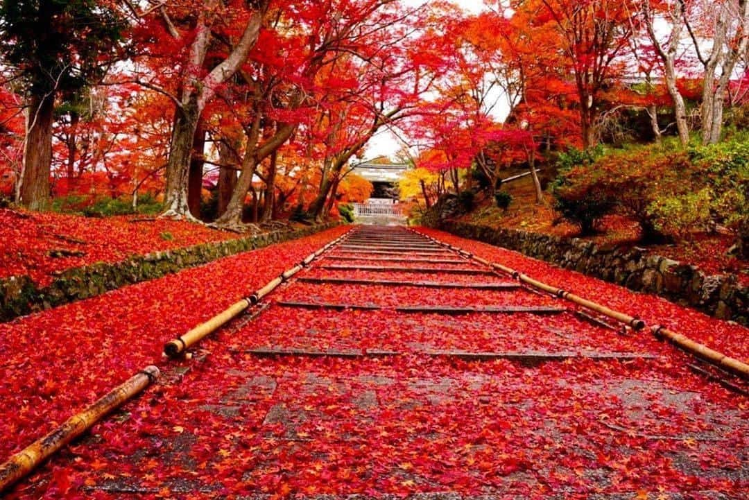 エイチ・アイ・エスさんのインスタグラム写真 - (エイチ・アイ・エスInstagram)「日本の写真で虹を作ろう🌈 本日は #日本の赤色のセカイ より赤色のお写真をご紹介❤️ . 『毘沙門堂』 天台宗五ケ室門跡の一つで、 京都府京都市山科区にある毘沙門堂門跡勅使門の紅葉です。 落葉したモミジの絨毯が参道の階段を埋め尽くす「敷きもみじ」は圧巻です！ 見頃は11月下旬から12月上旬。 特に雨上がり早朝の、水を含んだ落ちモミジがオススメです！ . 📍 京都府「毘沙門堂」 📷 @_._tmw_._ < Thank you! . . ―― 日本全国の写真で虹を作ろう ―― 色とりどりの日本の写真で全国を7色で彩りませんか？ 「#日本の〇色のセカイ」 次の7色から色を選んでを投稿してね☟ 白・赤・オレンジ・黄・緑・青・紫 集まったお写真はHISの各メディアやSNSでご紹介します😃 . 見たい景色を探して、“おうちで”世界を楽しもう♪ #次はどこに行こうかな . . #京都 #京都旅行 # #京都観光 #毘沙門堂 #紅葉狩り #kyoto  #amazingview #おうち旅行 #写真好きな人と繋がりたい #ファインダー越しの私の世界 #誰かに見せたい風景 #絶景 #旅行 #世界遺産 #死ぬまでに行きたい世界の絶景 #instatravel #instapassport #instatraveling #travelgram #lovetravel #traveljapan #lovers_nippon #japan #photooftheday #japantrip #japantravel #japan」7月13日 18時00分 - his_japan