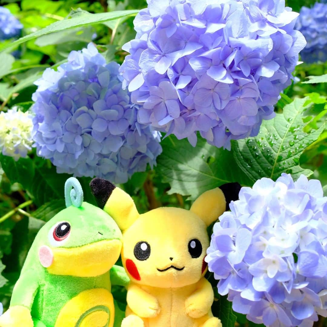 のインスタグラム：「【今日のピカチュウ】 ニョロトノとおさんぽチュウ🎵 大きなあじさいが咲いていたよ💠✨ #pikachu #politoed #pokemon #pikachu_snap #photooftheday #hydrangea #ピカチュウ #ニョロトノ #ポケモン #紫陽花」