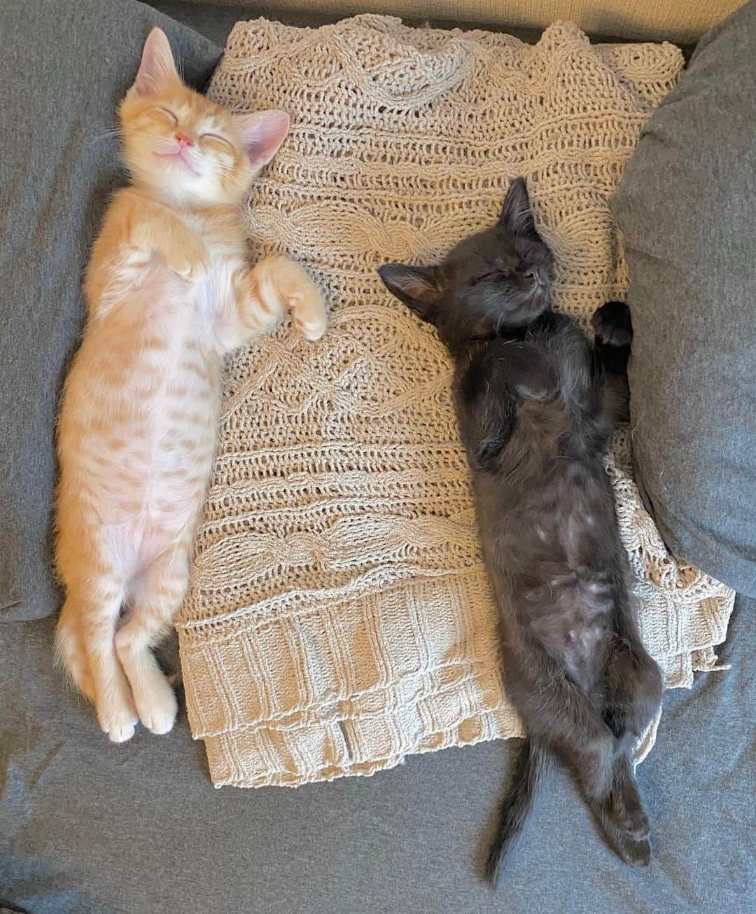 のインスタグラム：「おはようございません！ _  #ぺーぽん #cat #kitten #catstagram #catsofinstagram #catsagram #babycat #子猫 #保護猫 #保護ねこ #仔猫 #ねこ #cat_of_instagram #cat_of_world #catlife #catlover #catlovers #fluffy #fluffycat #にゃんすたぐらむ #ねこすたぐらむ #仔猫 #blackcat #orangecat #sleepingcat」