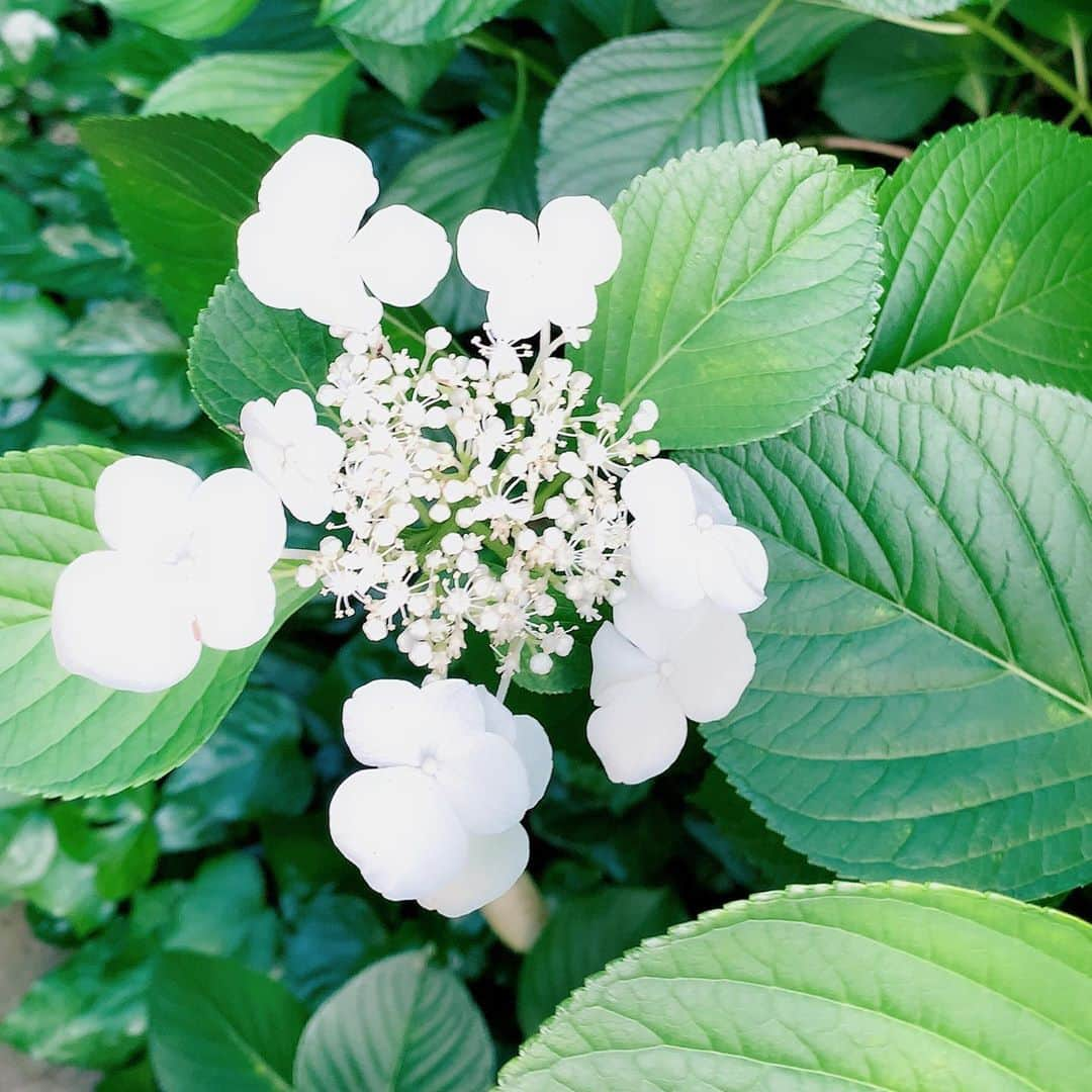 小西真奈美さんのインスタグラム写真 - (小西真奈美Instagram)「まだこれから咲く紫陽花って あるんですね。 がんばれ☺️✨ 私もがんばろっと。」7月13日 9時46分 - manami.official