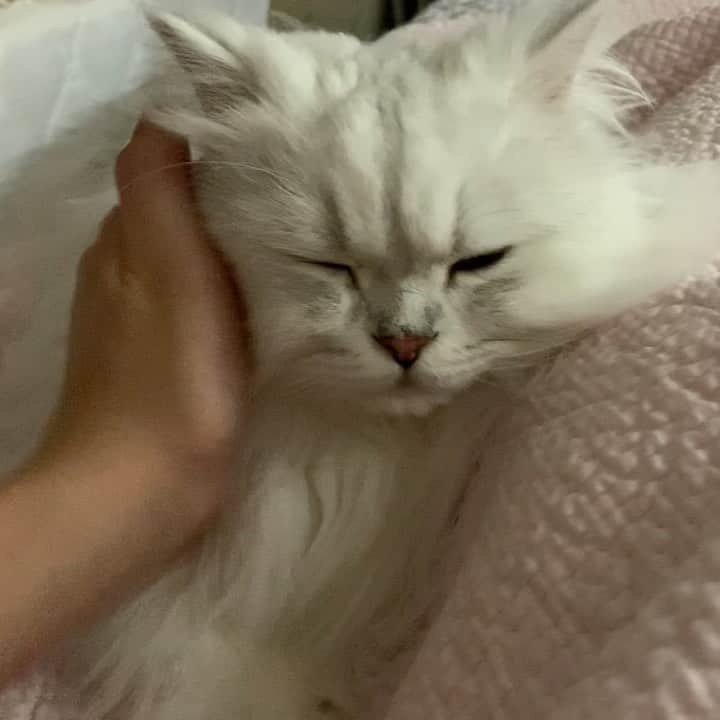 후추네큰언니のインスタグラム：「목욕하고 나면 넘나 부들부들 🥰 . . . . . #후추  #고양이  #냥스타그램 #캣스타그램  #Hoochu #Hoochuthecat #cat #cats #catstagram #catsofinstagram #topcatphoto #bestmeow #ilovecat #cute #fluffy #petstagram #instacats」