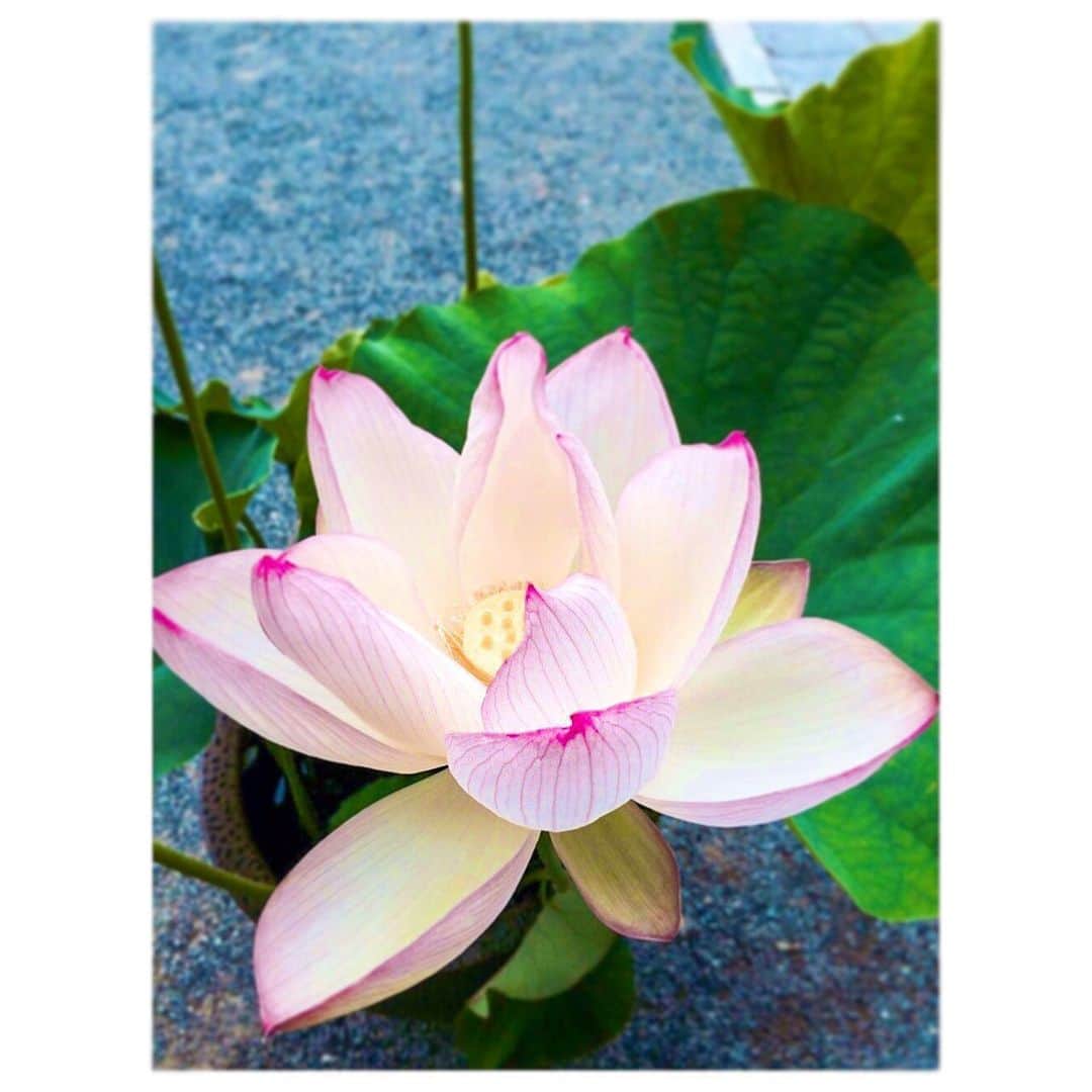 立花サキさんのインスタグラム写真 - (立花サキInstagram)「おはようございます♡﻿ ﻿ 昨日に比べ今日は﻿ 大分涼しく感じますね〜﻿ ﻿ ﻿ 体調を崩さないよう﻿ 気を付けましょう！﻿ ﻿ ﻿ 今日も良い日に﻿ なりますように🕊﻿ ﻿ ﻿ #蓮﻿ #蓮の花﻿ #🙏﻿」7月13日 10時42分 - tachibanasakichaso