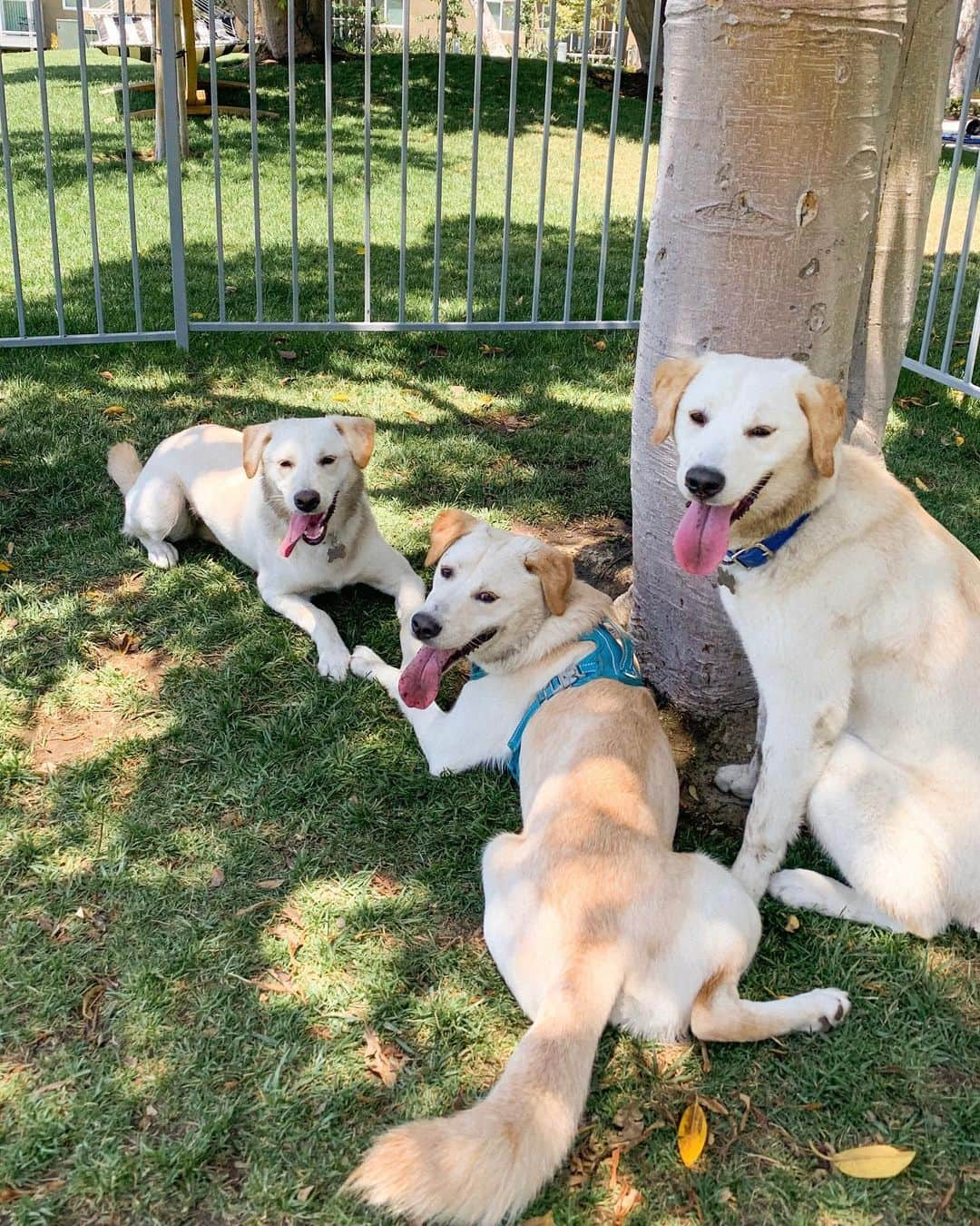 Gabrielle Grace Epsteinさんのインスタグラム写真 - (Gabrielle Grace EpsteinInstagram)「IS THIS NOT THE MOST WHOLESOME PIC YOU’VE EVER SEEN 😭❤️ This is the first time River has seen his two sisters since they were rescued from a high kill shelter  in Korea! I don’t know if most people know but @its.river.the.dog was rescued from Jeju Island, Korea (which is notorious for the dog meat trade 😫) by the angels at @joeyandbailey! I adopted him in January and (as you can tell by my Instagram) is the love of my life lol. This was the first time all 3 of them have been together since being adopted and I was literally crying with happiness ❤️❤️❤️」7月13日 11時29分 - gabbyepstein