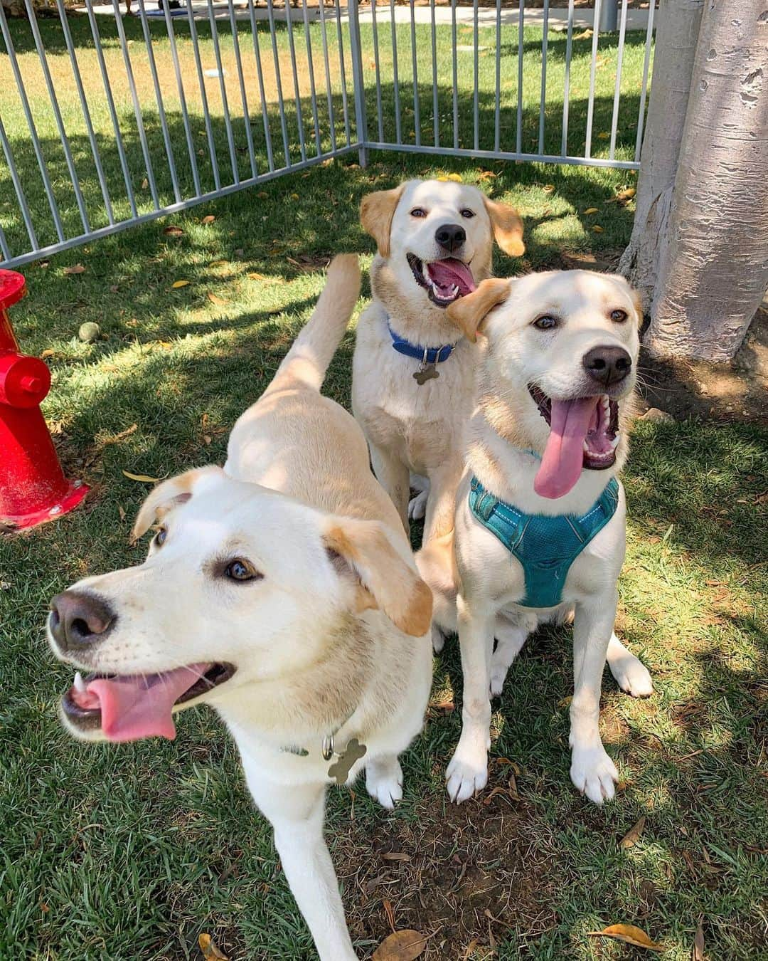 Gabrielle Grace Epsteinさんのインスタグラム写真 - (Gabrielle Grace EpsteinInstagram)「IS THIS NOT THE MOST WHOLESOME PIC YOU’VE EVER SEEN 😭❤️ This is the first time River has seen his two sisters since they were rescued from a high kill shelter  in Korea! I don’t know if most people know but @its.river.the.dog was rescued from Jeju Island, Korea (which is notorious for the dog meat trade 😫) by the angels at @joeyandbailey! I adopted him in January and (as you can tell by my Instagram) is the love of my life lol. This was the first time all 3 of them have been together since being adopted and I was literally crying with happiness ❤️❤️❤️」7月13日 11時29分 - gabbyepstein