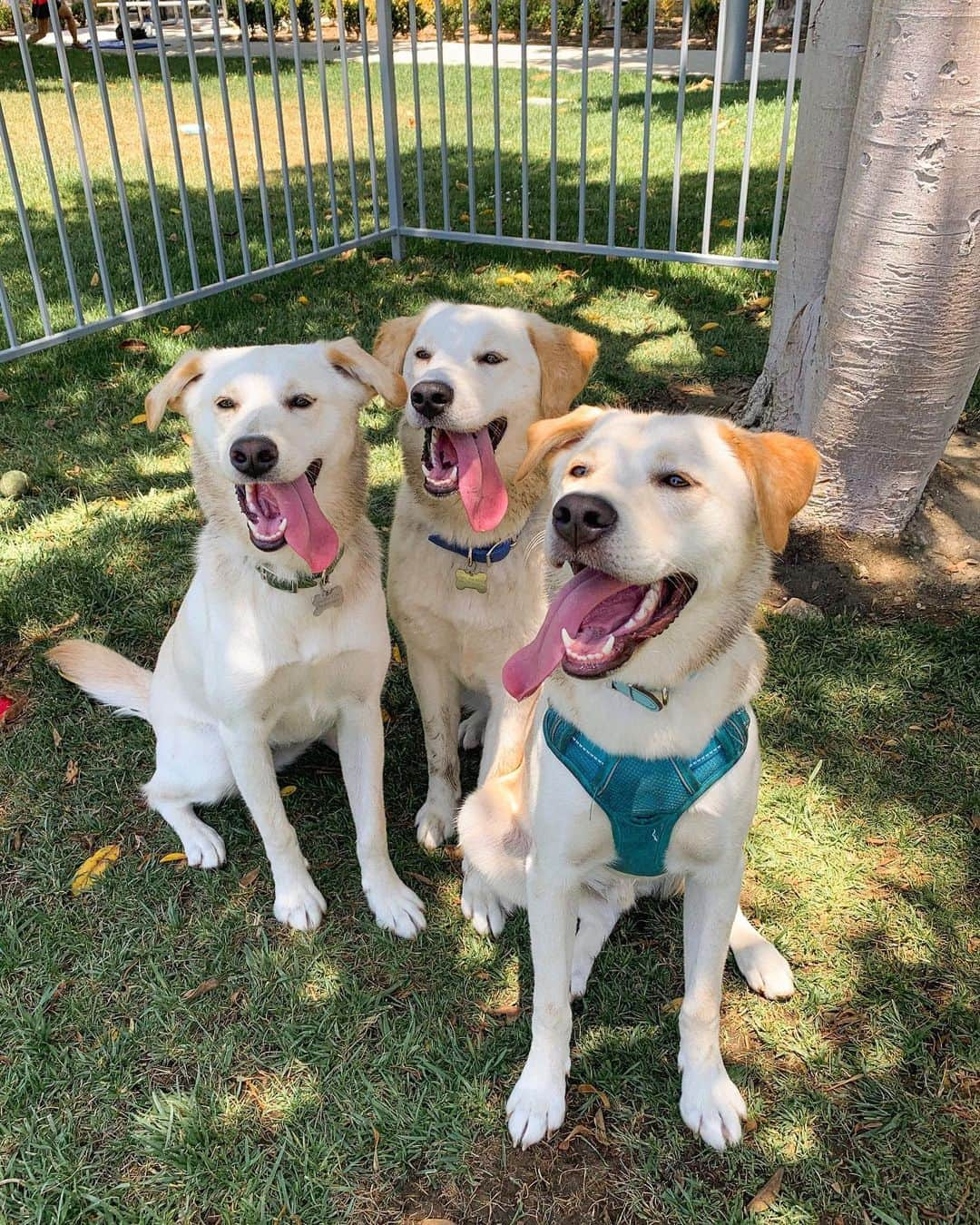 Gabrielle Grace Epsteinさんのインスタグラム写真 - (Gabrielle Grace EpsteinInstagram)「IS THIS NOT THE MOST WHOLESOME PIC YOU’VE EVER SEEN 😭❤️ This is the first time River has seen his two sisters since they were rescued from a high kill shelter  in Korea! I don’t know if most people know but @its.river.the.dog was rescued from Jeju Island, Korea (which is notorious for the dog meat trade 😫) by the angels at @joeyandbailey! I adopted him in January and (as you can tell by my Instagram) is the love of my life lol. This was the first time all 3 of them have been together since being adopted and I was literally crying with happiness ❤️❤️❤️」7月13日 11時29分 - gabbyepstein