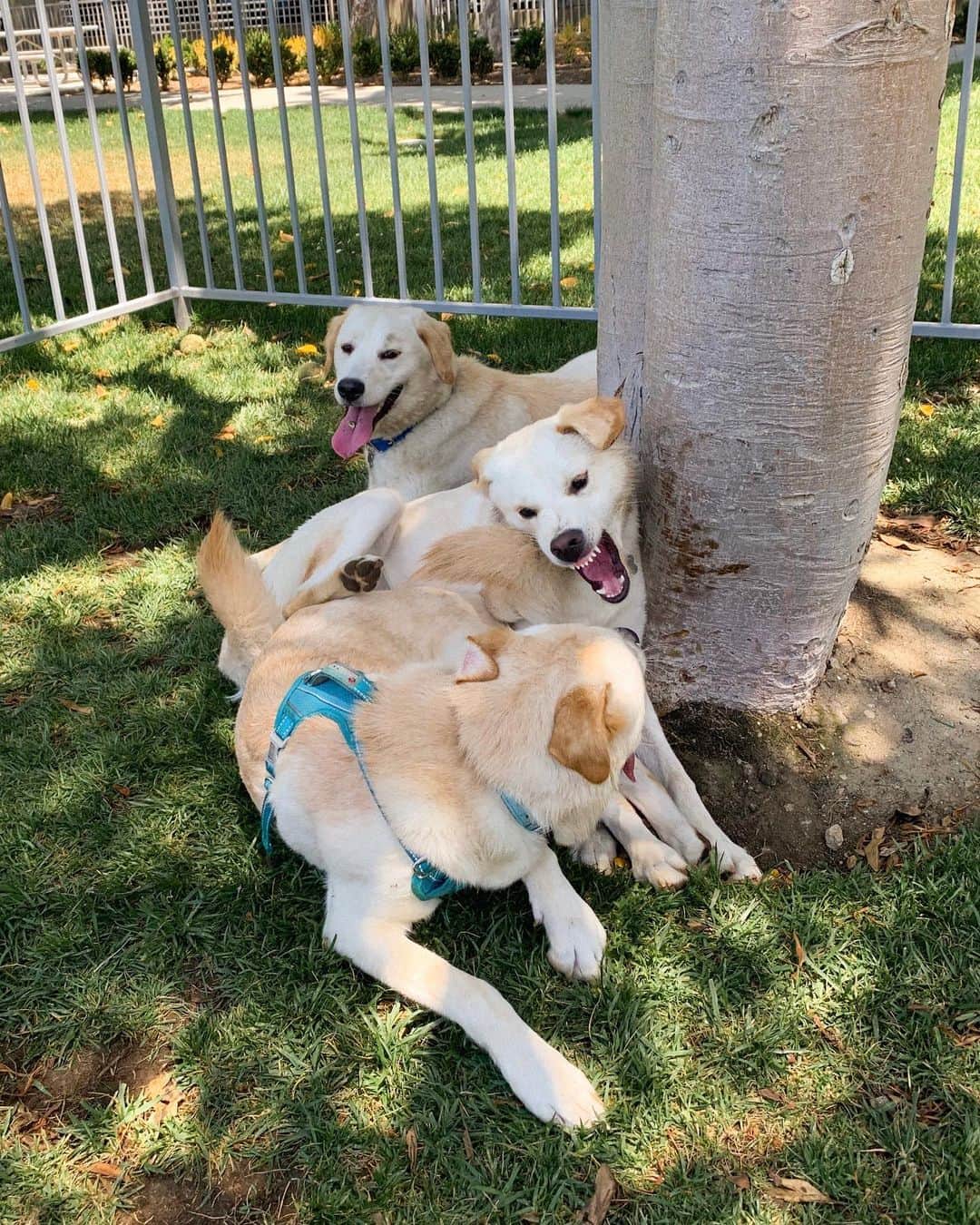 Gabrielle Grace Epsteinさんのインスタグラム写真 - (Gabrielle Grace EpsteinInstagram)「IS THIS NOT THE MOST WHOLESOME PIC YOU’VE EVER SEEN 😭❤️ This is the first time River has seen his two sisters since they were rescued from a high kill shelter  in Korea! I don’t know if most people know but @its.river.the.dog was rescued from Jeju Island, Korea (which is notorious for the dog meat trade 😫) by the angels at @joeyandbailey! I adopted him in January and (as you can tell by my Instagram) is the love of my life lol. This was the first time all 3 of them have been together since being adopted and I was literally crying with happiness ❤️❤️❤️」7月13日 11時29分 - gabbyepstein