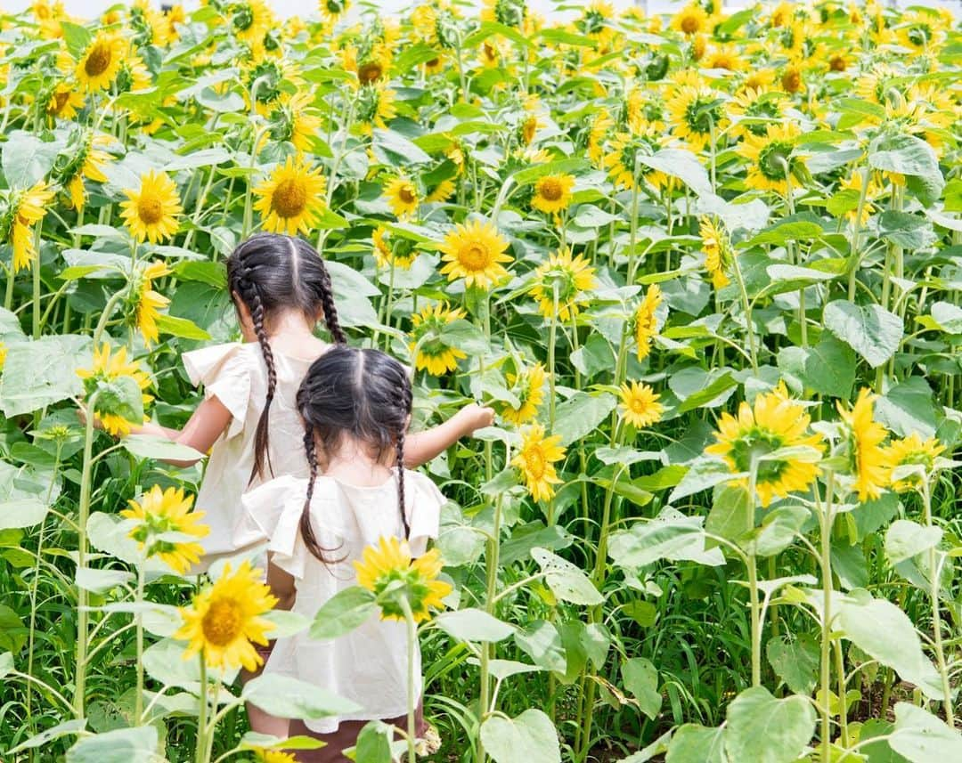 よっこさんのインスタグラム写真 - (よっこInstagram)「. . ひまわり畑🌻 . . @miho_bluesky_photograph  . . にとってもらった1枚。 . . . #姉妹  #夏写真  #ひまわり畑  #バースデー記念フォト  #長女6歳  #もうすぐ7歳  #ひまわりと娘」7月13日 11時42分 - nanayokko