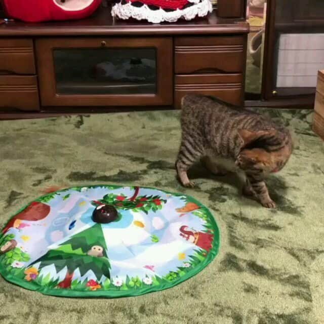 猫壱（ねこいち•ネコイチ）のインスタグラム