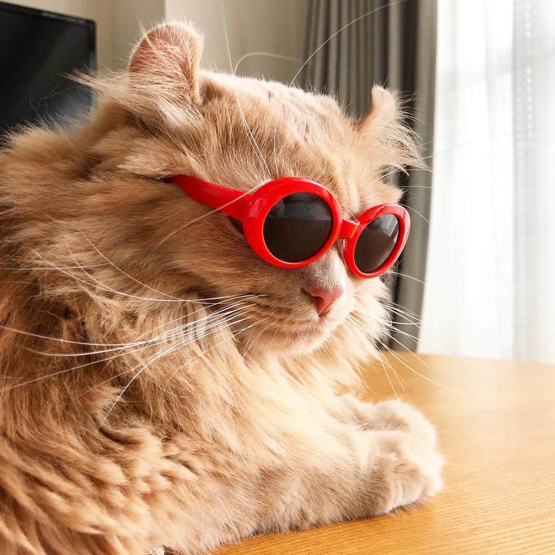 むぎちょこさんのインスタグラム写真 - (むぎちょこInstagram)「🕶  🦁ちょこ♀choco #アメリカンカール #Americancurl #サングラス猫 #sunglasses」7月13日 12時07分 - mugi325channel