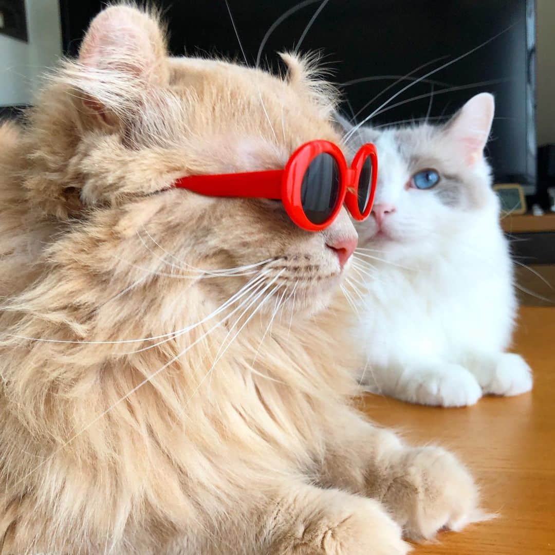 むぎちょこさんのインスタグラム写真 - (むぎちょこInstagram)「🕶  🦁ちょこ♀choco #アメリカンカール #Americancurl #サングラス猫 #sunglasses」7月13日 12時07分 - mugi325channel