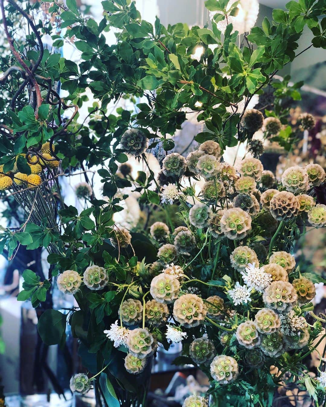ムクリ［mukuri］さんのインスタグラム写真 - (ムクリ［mukuri］Instagram)「その季節、その瞬間、出会う旬をお持ち帰り、深緑の枝物を飾る。﻿ ﻿ 緑が綺麗な季節到来です。﻿ SNSでもドウダンツツジをはじめ、﻿ 枝物を飾ってる方が増えてきましたね。﻿ ﻿ 咲いてから散るまでが短い可憐なお花と異なり、﻿ 枝物は青々とひと夏越してくれることもあります。﻿ ﻿ せっかくなので、大きめの枝物を購入。﻿ フラワーベースもいつもより大きめがいい。﻿ 飾る場所は限定されるので、﻿ どこに飾るか考えるのもまた楽しみですよね。﻿ ﻿ 土間に置けば無機質な場所に生命の息吹を感じ、﻿ キッチンやダイニング、照明が葉を照らし﻿ 影がまた幻想的に。﻿ ﻿ お花も枝物や植物に限らず﻿ 旬なものって、その季節にパワーを持っています。﻿ なんだかスピリチュアルっぽくなりましたが😂﻿ 一つ飾れば家に帰るたびに元気をもらえますよ。﻿ ﻿ ▶︎ご紹介した記事﻿ https://mukuri.themedia.jp/posts/6500233﻿ 「暮らしの中の◯◯」のカテゴリーよりご覧いただけます。﻿ ﻿ ﻿ #枝物 #植物 #ドウダンツツジ #植物のある暮らし #緑のある暮らし #花のある暮らし #花のある生活 #賃貸インテリア #マンションインテリア #インテリア #interior #シンプルインテリア #マイホーム #リビング #ダイニング #おうち #おうち時間 #マンション暮らし #賃貸暮らし #シンプルライフ #シンプルな暮らし #豊かな暮らし #丁寧な暮らし #ていねいな暮らし #暮らし #くらしの編集 #暮らしを楽しむ #丁寧な暮らし #暮らしを整える  #ムクリ」7月13日 12時29分 - mukuri_official