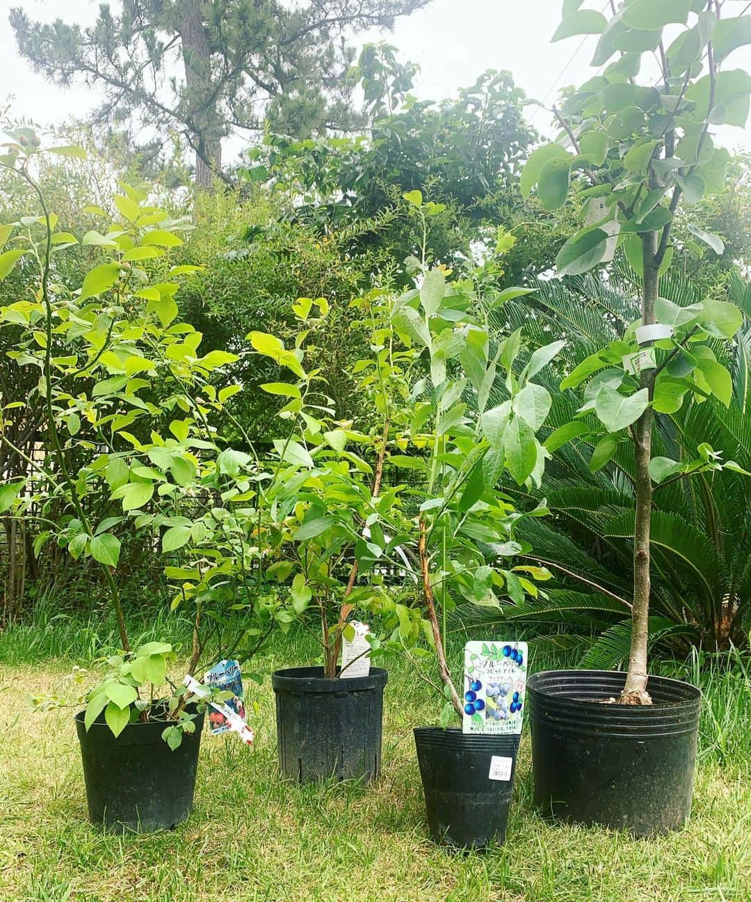 鈴木六夏さんのインスタグラム写真 - (鈴木六夏Instagram)「最近は、 服やbagを買うより植物を買ってしまいます😂  先ほどの梨の木は1本より2本、 違う品種を一緒に植えた方が良く育つと知り、友達を1人追加♡(右、「にっこり」という品種名も可愛い)  同じく仲間と一緒だと良く育つブルーベリーも 違う品種で３本追加。 全部1人で車に乗せてかついで帰ってきます。笑。 植え替えするぞ。 #家庭菜園　#梨　#ブルーベリー」7月13日 13時19分 - rikuka.62