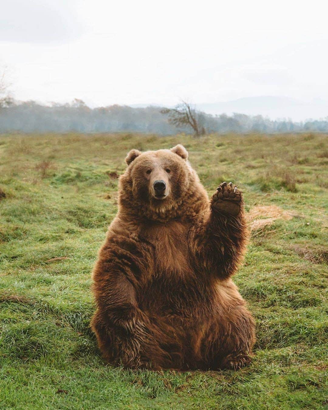 Discover Earthさんのインスタグラム写真 - (Discover EarthInstagram)「Hello ! Just wanted to wish you a good week and a happy monday !  Did you know that one of those majestic animals was just killed in the French Pyrénées?   🐻  #discoverwildlife with @kylekotajarvi」7月13日 19時00分 - discoverearth