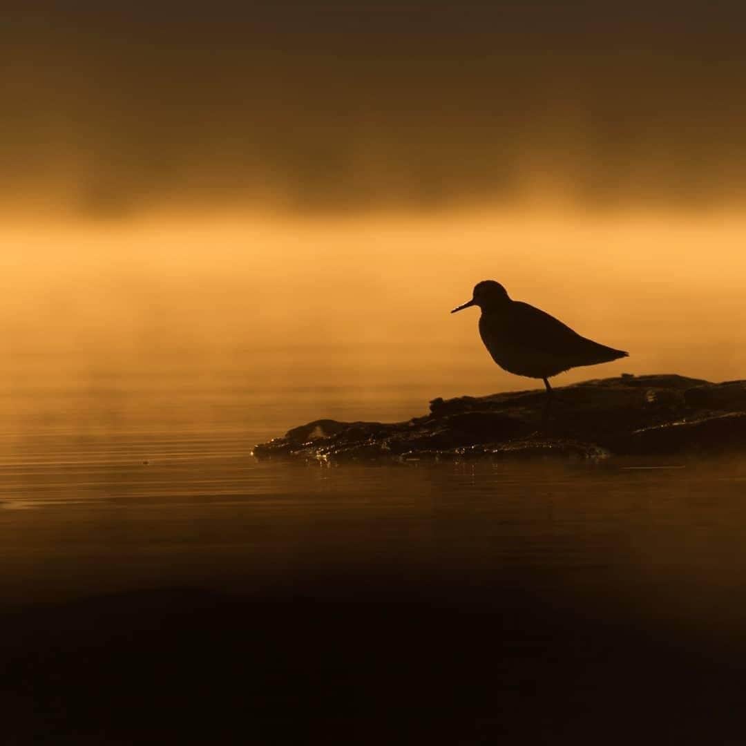 Canon Asiaのインスタグラム：「'A common sandpiper hunting for breakfast by the river. Due to the winter season, the foggy environment and golden light from civil dawn beautify the silhouette with a soft, dream-like effect.'⁣ ⁣ 📷 Image by @priyankdhami shot using the Canon EOS 7D Mark II  EF300mm f/4L IS USM  f/5.6  ISO 100  1/4000  300mm⁣ .⁣ Want your photos to be featured too? Tag them with #canonasia or submit them on My Canon Story, link in bio!⁣ .⁣ #canonasia #photography #explore #wildlife #sandpiper #bird #hunting #animals #river #dawn #colours #canon #composition #lens #inspiration」