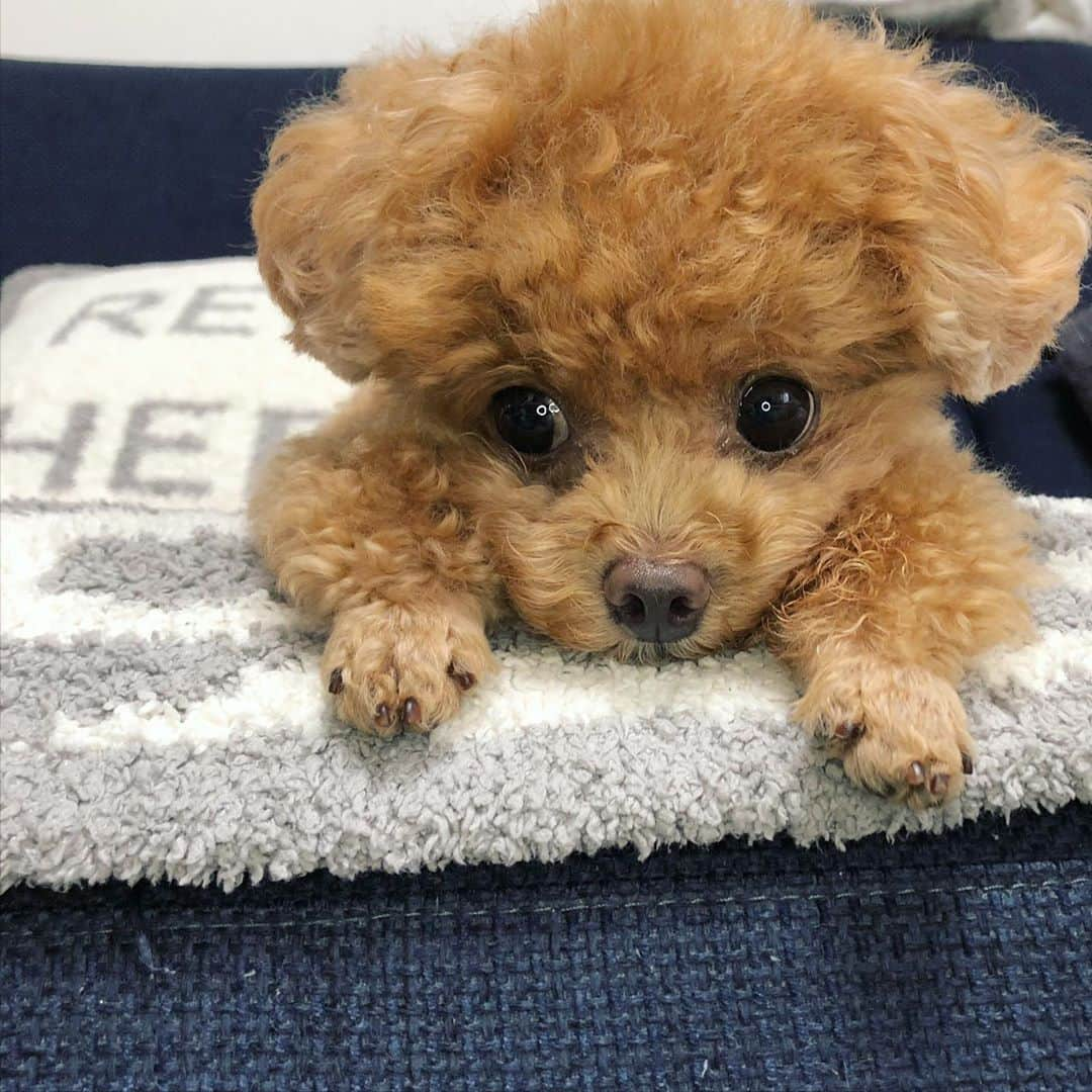 ふわさんのインスタグラム写真 - (ふわInstagram)「#toypoodle#toypoodlegram#dogsofinstagram#doglife#doglover#instadog#dog#fuwamama#ふわもこのふわ#ふわ#といぷーどる#ふわもこ部#犬バカ部#親バカ部#犬のいる暮らし#いぬすたぐらむ#月曜日」7月13日 15時16分 - huwayama