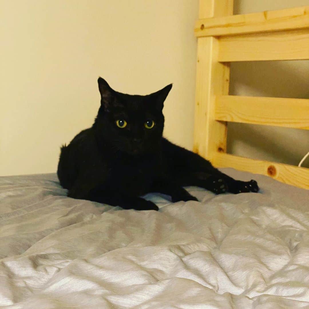 黃阿瑪的後宮生活さんのインスタグラム写真 - (黃阿瑪的後宮生活Instagram)「Socles：「你有看到我的嘴巴嗎？」#黑貓 #fumeancats #黃阿瑪的後宮生活 #貓」7月13日 15時19分 - fumeancat
