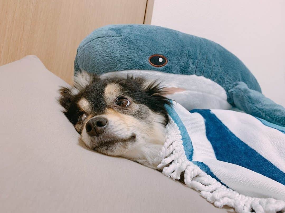 志保さんのインスタグラム写真 - (志保Instagram)「将軍、３歳の誕生日おめでとうーーーーー🎁🎊🎉🎂🎈🍾 将軍の最近のお気に入りは、#ikeashark (名前は鮫島さん)  he is my cute dog Shogun🐶❤️and it's his 3 birthday today😍🎉」7月13日 15時29分 - shiho__official