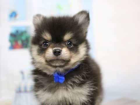 志保さんのインスタグラム写真 - (志保Instagram)「将軍、３歳の誕生日おめでとうーーーーー🎁🎊🎉🎂🎈🍾 将軍の最近のお気に入りは、#ikeashark (名前は鮫島さん)  he is my cute dog Shogun🐶❤️and it's his 3 birthday today😍🎉」7月13日 15時29分 - shiho__official
