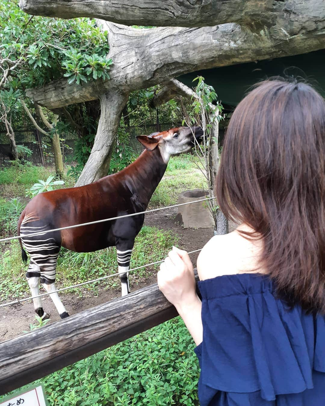 黒坂真美さんのインスタグラム写真 - (黒坂真美Instagram)「Beautiful animals at “Zoorasia” . 横浜の動物園“ズーラシア” に初めて行ってきたよ🦒 . ジャングルに迷い込んだ様な大自然に囲まれて、その中で動物たちが…結構ぐーぐー寝てました🤭💤 よいのですよいのです。 リラックスしてるのね♡ . 動物も自然も本当に美しい、そう感じた楽しい一日でした🧡 . #黒坂真美 #kurosakamami #ズーラシア #横浜 #動物園 #zoorasia #zoo #animals #yokohama #japan #🦁 #🦒 #🍦 #🇯🇵」7月13日 16時19分 - mamikurosaka_official