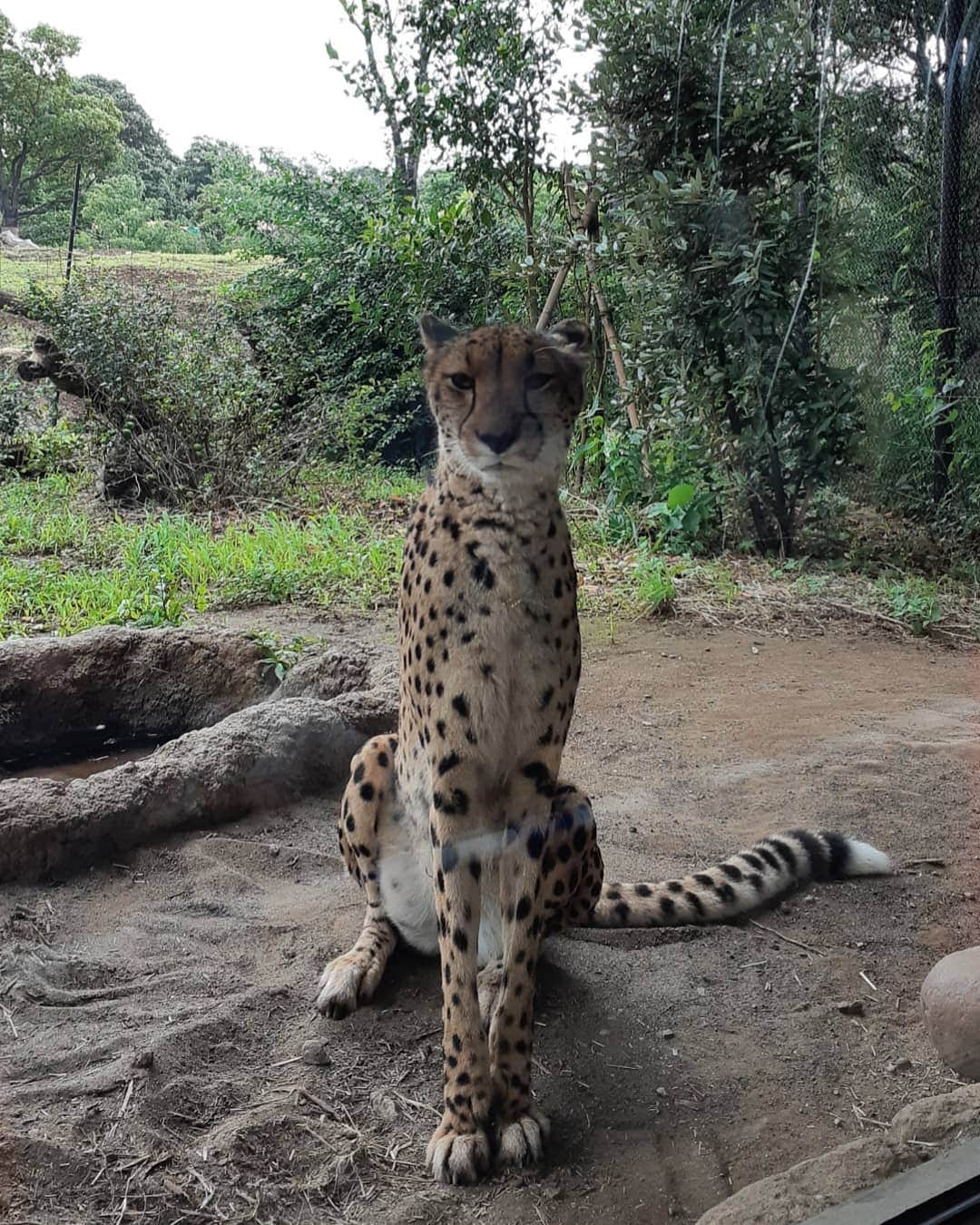 黒坂真美さんのインスタグラム写真 - (黒坂真美Instagram)「Beautiful animals at “Zoorasia” . 横浜の動物園“ズーラシア” に初めて行ってきたよ🦒 . ジャングルに迷い込んだ様な大自然に囲まれて、その中で動物たちが…結構ぐーぐー寝てました🤭💤 よいのですよいのです。 リラックスしてるのね♡ . 動物も自然も本当に美しい、そう感じた楽しい一日でした🧡 . #黒坂真美 #kurosakamami #ズーラシア #横浜 #動物園 #zoorasia #zoo #animals #yokohama #japan #🦁 #🦒 #🍦 #🇯🇵」7月13日 16時19分 - mamikurosaka_official