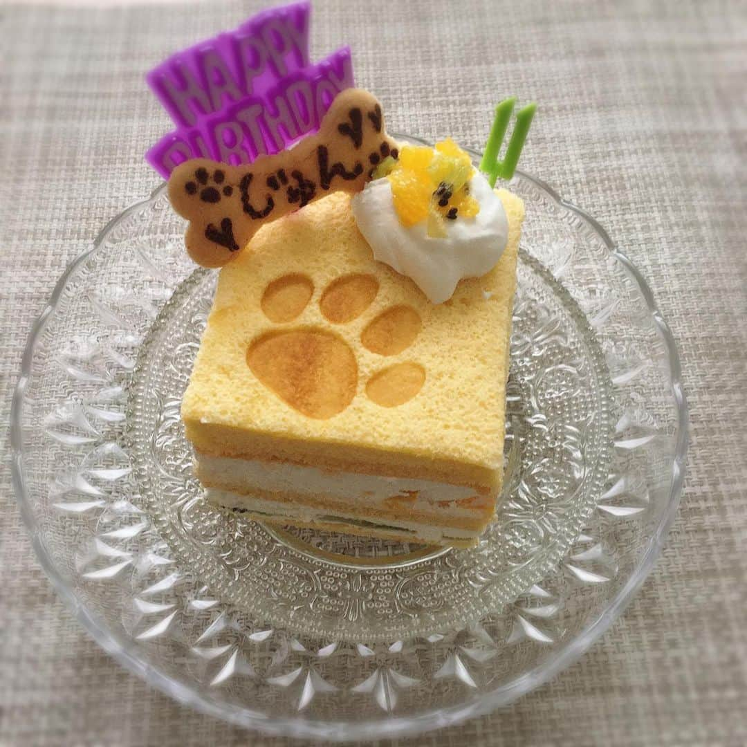 佐藤円香さんのインスタグラム写真 - (佐藤円香Instagram)「じゅんの誕生日なので、犬用ケーキを買ってきました☺️✨  人間も美味しく食べられるケーキ✨との事なので、じゅんの分は食べやすくカットして半分は私がいただきました！  甘さ控えめで、とっても美味しかったです😋  ケーキは、ドッグカフェむすびさんで購入しました🐾  おめでとう☺︎じゅん❁⃘*.ﾟ   #birthday #犬の誕生日 #11 #トイプードル #犬のケーキ #バースデーケーキ #米粉ケーキ #トイプードル #カフェ #ドッグカフェ」7月13日 16時21分 - madoka.p.j.614