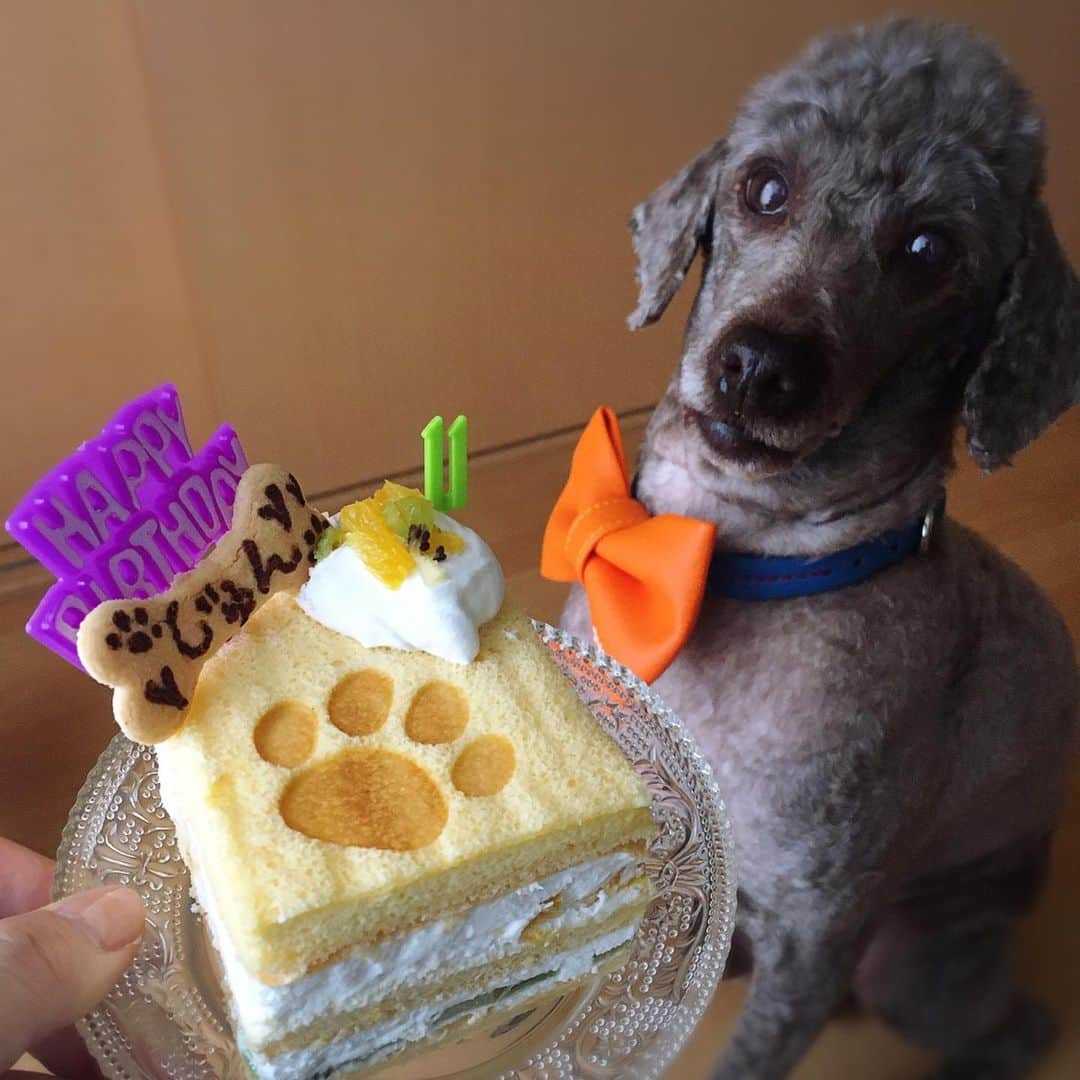 佐藤円香のインスタグラム：「じゅんの誕生日なので、犬用ケーキを買ってきました☺️✨  人間も美味しく食べられるケーキ✨との事なので、じゅんの分は食べやすくカットして半分は私がいただきました！  甘さ控えめで、とっても美味しかったです😋  ケーキは、ドッグカフェむすびさんで購入しました🐾  おめでとう☺︎じゅん❁⃘*.ﾟ   #birthday #犬の誕生日 #11 #トイプードル #犬のケーキ #バースデーケーキ #米粉ケーキ #トイプードル #カフェ #ドッグカフェ」